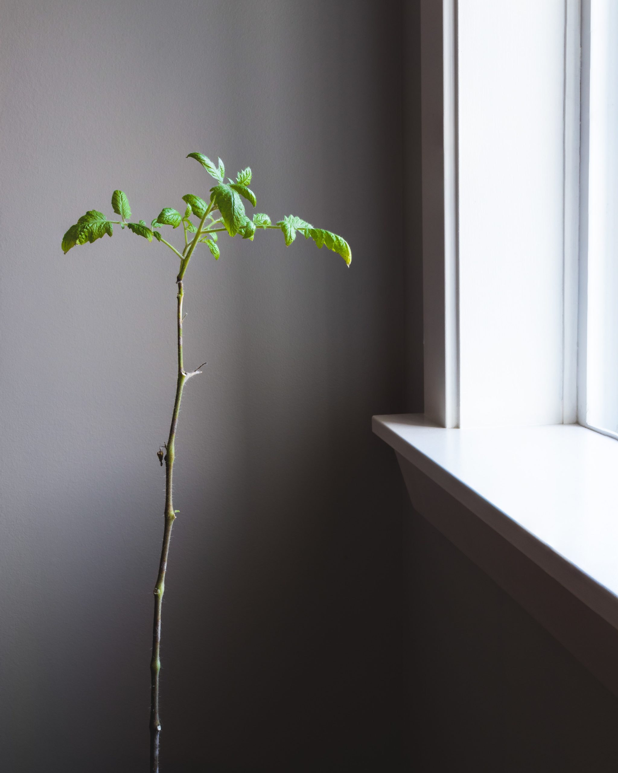 A small, thin houseplant.