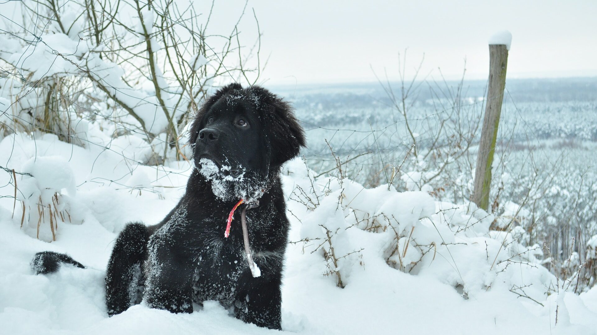 A small dog playing in the snow.