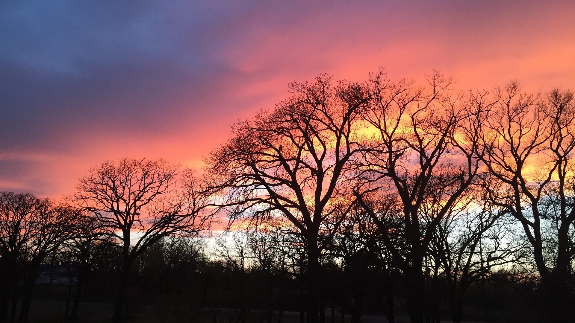 beautiful sunset over the trees