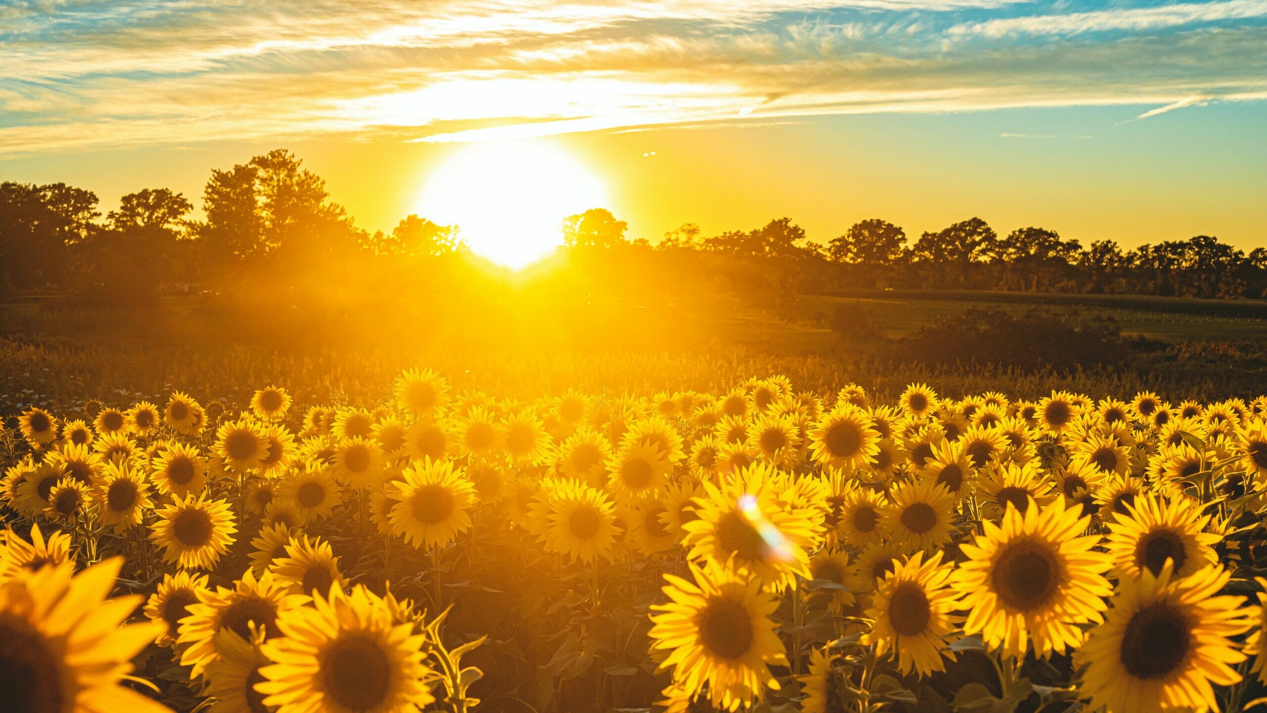 field of sunflowers